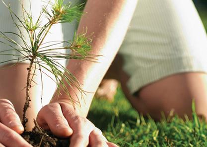 Plant the Right Tree in the Right Place